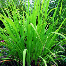 Palmarosa (Cymbopogon martinii) Laura Mestres