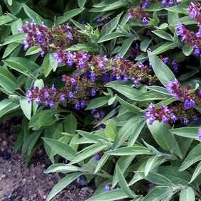 Salvia officinalis menopausia